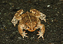 Bufo boreas 